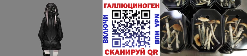 Псилоцибиновые грибы Cubensis  Рославль 